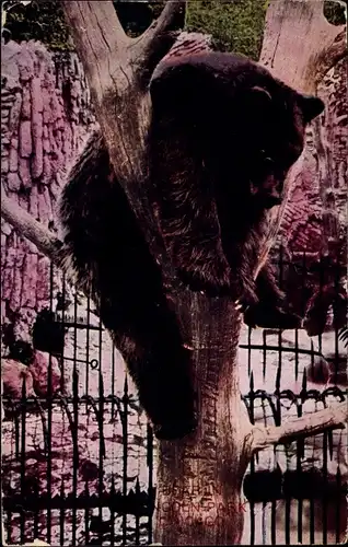 Ak Chicago Illinois USA, Bär auf einem Baum im Gehege, Zoo