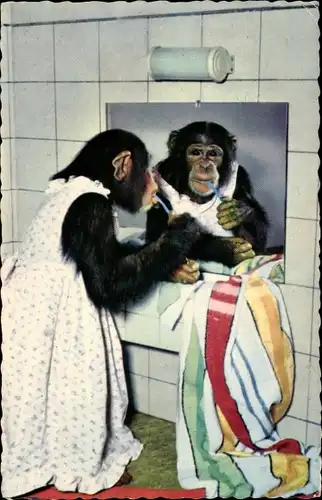 Ak Vermenschlichter Affe putzt sich die Zähne, Schimpanse