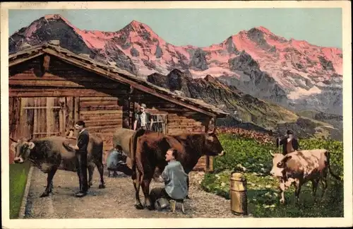 Ak Schweiz, Auf der Alp, Melker, Kühe