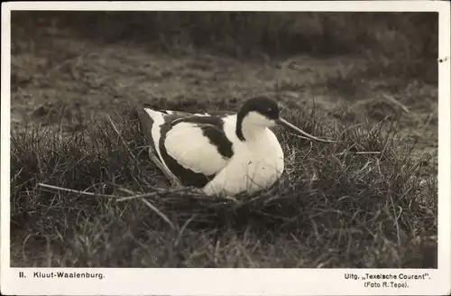 Ak Kluut Waalenburg Texel Nordholland Niederlande, Säbelschnäbler, Recurvirostra avosetta