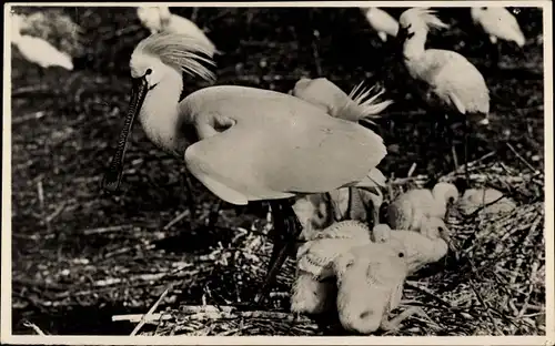 Ak Texel Nordholland Niederlande, Ein Schwarzstirnlöffler mit seinen Jungen im Nest