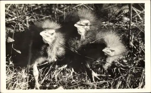 Ak Drei kleine Küken, Vögel