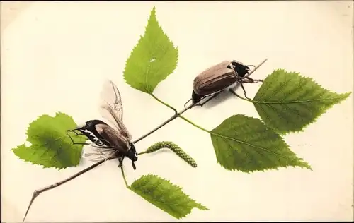 Ak Zwei Maikäfer auf den Blättern
