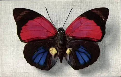 Ak Schmetterling Agrias Sardanpalus