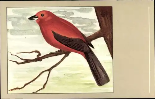 Künstler Ak Purpur tangara, Scarlet Tanager, Tangar, Vogel