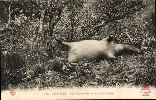 Ak Ho-Chi-Minh-Stadt Saigon Vietnam, Tigre abattu près de sa victime, buffle