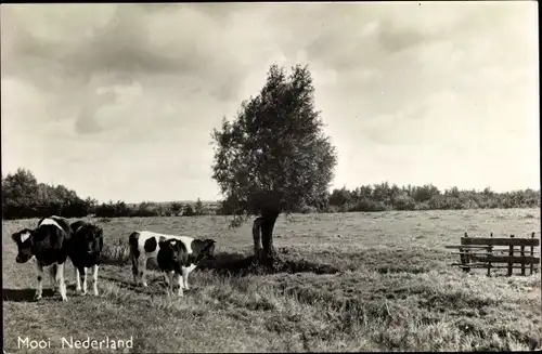Ak Mooi Drenthe Niederlande, Landschaft mit Rindern
