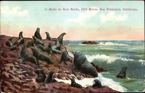 Ak San Francisco Kalifornien USA, Seals on Seal Rocks, Cliff House