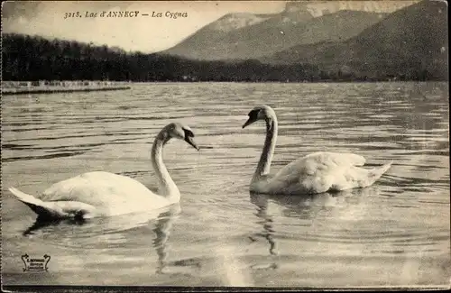 Ak Lac d'Annecy Haute Savoie, Les Cygnes, Schwäne