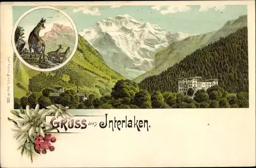 Litho Interlaken Kanton Bern Schweiz, Gämsen, Hotel, Gebirge, Edelweiß
