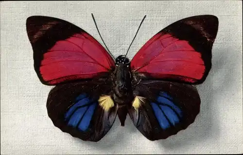 Ak Schmetterling Agrias Sardanpalus