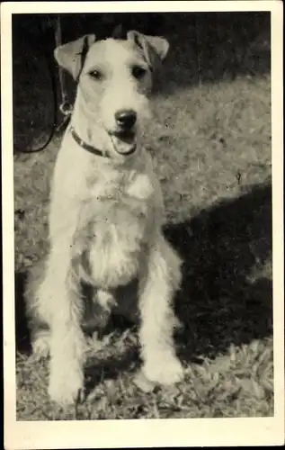 Foto Ak Terrier, Hundeportrait
