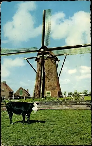 Ak Warmond Südholland, polder Boterhuis, Hollandse Molen, Dutch Mill, Windmühle, Kuh