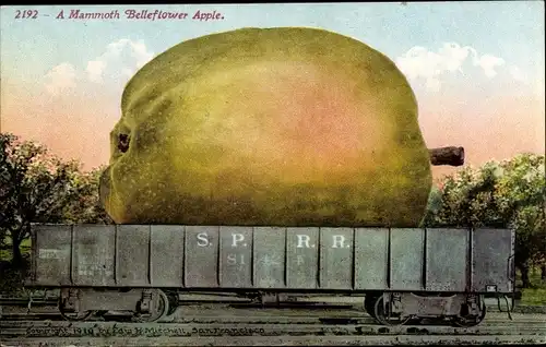 Ak Früchte, Obst, A Mammoth Belleflower Apple
