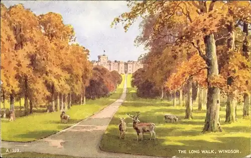 Ak Windsor Berkshire England, The Long Walk, Hirsch, Reh, Park, Schloss