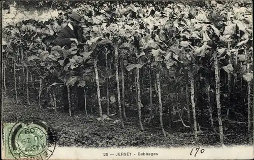 Ak Kanalinsel Jersey, Cabbages, Kohl