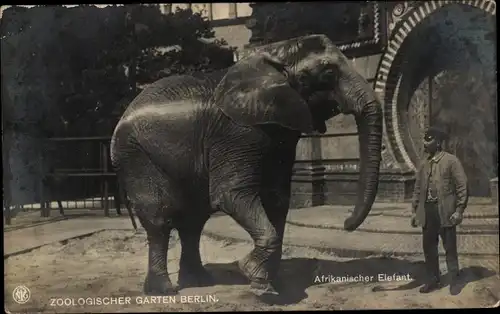 Ak Berlin Tiergarten, Zoologischer Garten, Afrikanischer Elefant