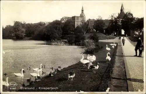 Ak Stralsund in Vorpommern, Knieperteich, Wasservögel