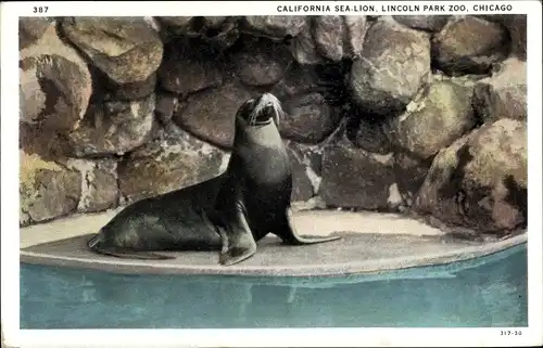 Ak Chicago Illinois USA, California Sea-Lion, Lincoln Park Zoo