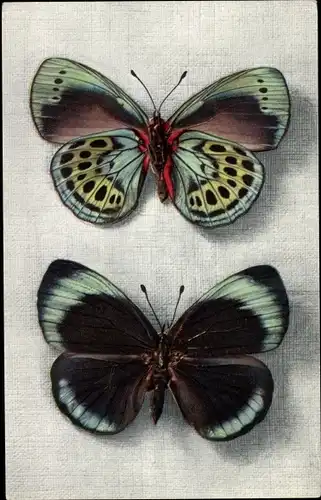 Ak Blau gelb brauner Schmetterling, Callithea Leprieuri