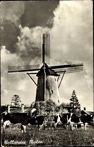 Ak Hollandse Molen, Korenmolen, Niederlande, Holländische Windmühle. Kühe