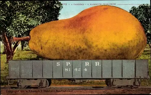 Ak Früchte, Obst, A Carload, A Mammoth Pear, Birne