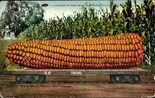 Ak Gemüse, Mais, A Carload of Corn