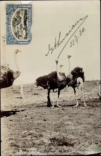 Ak Ostriches, Strauße