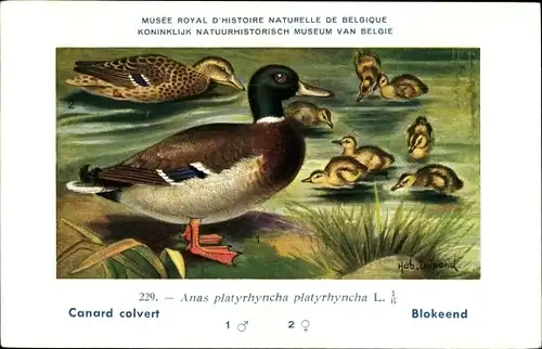 Künstler Ak Dupond, Hub., Musee Naturelle de Belgique, Canard colvert, Stockente, Nr. 229