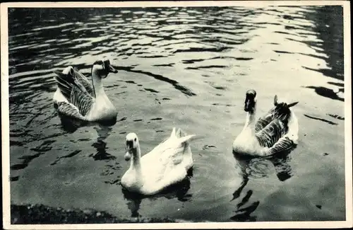 Foto Ak Drei Enten im Wasser