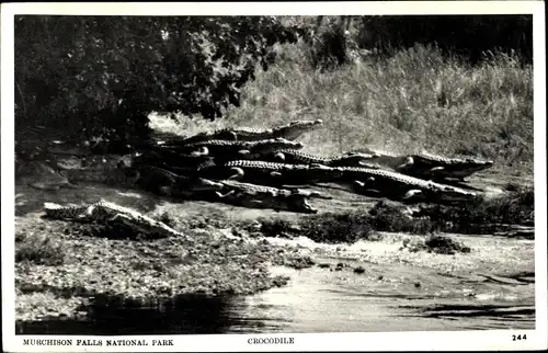 Ak Uganda, Murchison Falls National Park, Krokodile