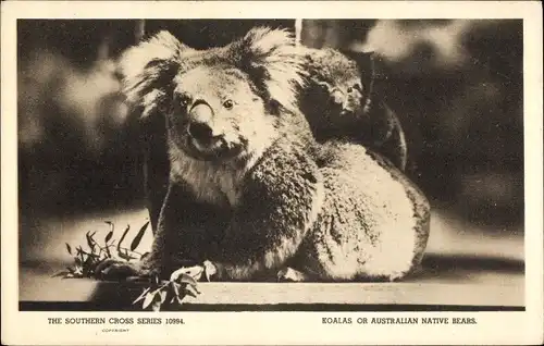 Ak Koalas, Australian Native Bears