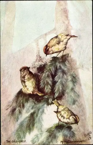Künstler Ak Scrivener, Maude, The Gold Crest, Vögel