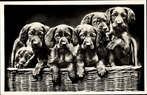 Foto Ak Hundeportrait, Welpen in einem Weidenkorb