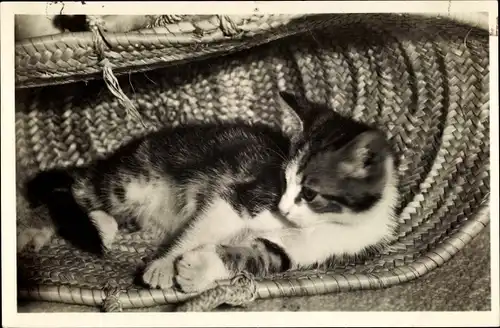 Foto Ak Kleine Katze, Tierportrait