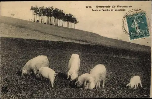 Ak Souvenir de Vacances, Toute la Famille en Excursion, Schweine, Ferkel