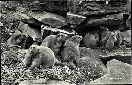 Ak Murmeltiere zwischen Felsen