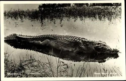 Foto Ak Krokodil im Wasser
