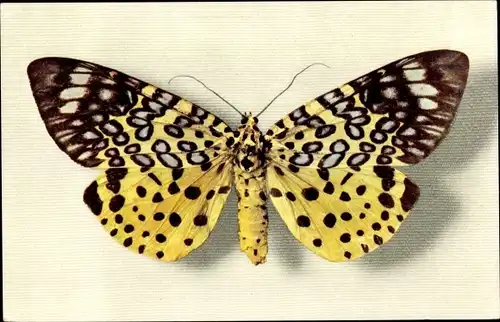 Ak Moorea Argus, Assam, Schmetterling