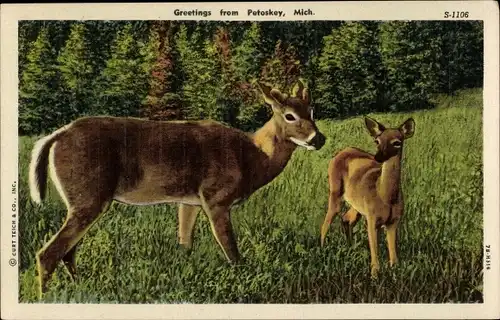 Ak Petoskey Michigan USA, Rehe auf der Wiese