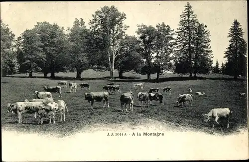 Ak Schweiz, A la Montagne, Rinder auf der Weide