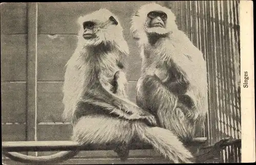Ak Singes, zwei Affen im Gehege
