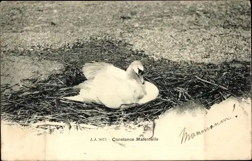 Ak Constance Maternelle, Schwan im Nest