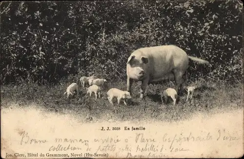 Ak En famille, Schweine, Sau mit Ferkeln