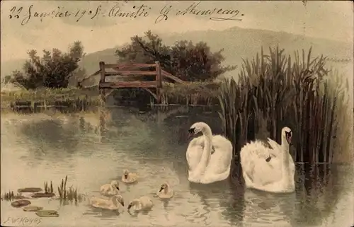 Künstler Ak Hayes, F. W., Schwanenfamilie im Wasser, Schwäne