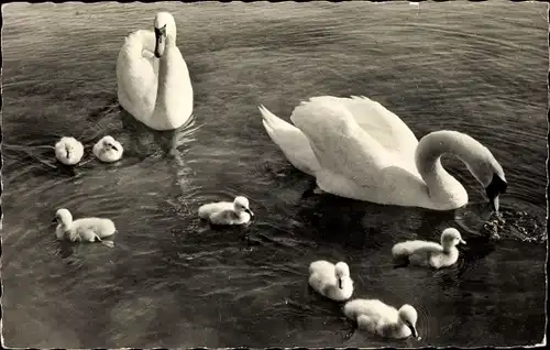 Ak Lac Leman, Une belle famille, Schwanenfamilie