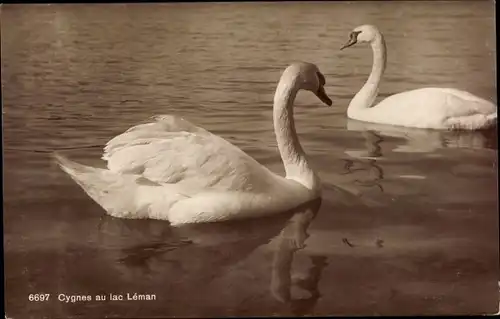 Ak Lac Leman, Cygnes, Schwanenfamilie