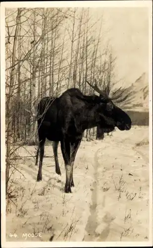 Foto Ak Moose, Winterlandschaft mit Elch