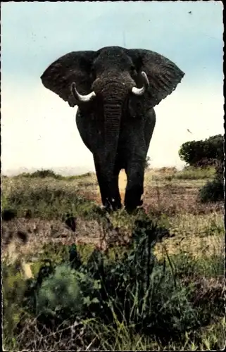 Ak Faune Africaine, Elephant pret a charger, Elefant