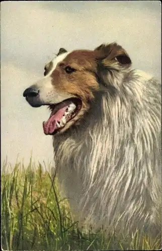 Ak Hundeportrait, Collie